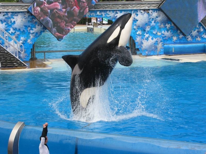 Sumar, Killer Whale Dies At Seaworld – PAC's Worlds